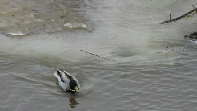 №3217 28 03 2023 Кряквы смотреть онлайн