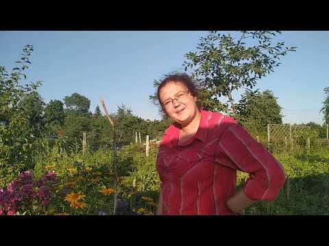 Дочка - Оператор Видео. Всё засыхает, нужен дождь смотреть онлайн