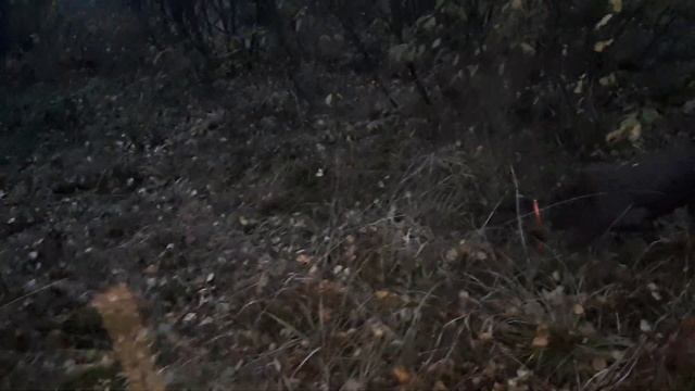 Дратхаар "Идея" - работа по тетереву 05.10.19г смотреть онлайн