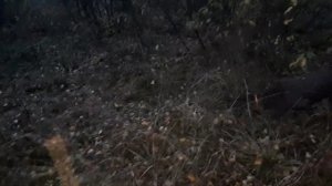 Дратхаар "Идея"  - работа по тетереву  05.10.19г