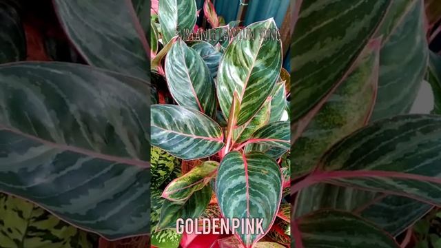 aglaonema golden pink смотреть онлайн