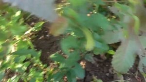 Айва японская из семян