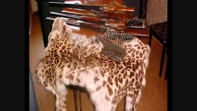 Endangered Animals (Amur Leopard) смотреть онлайн