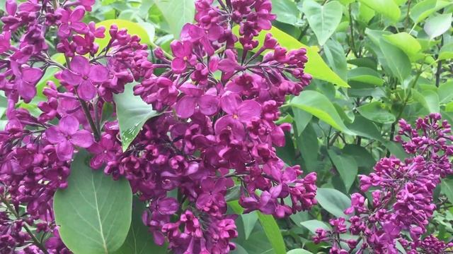 Сорт сирени S.v " Красная Москва" смотреть онлайн