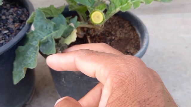 Summer Care of Gerbera || How to save Gerbera flower plant in Summer || смотреть онлайн