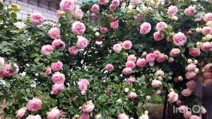 Роза высоко обзор сверху арки, розы Антик и  Дольче Вита.