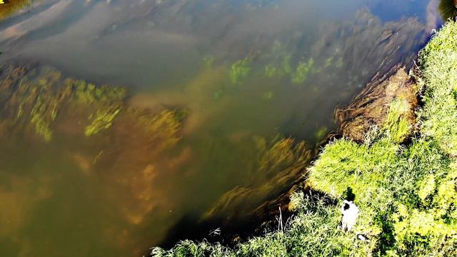 Голавль на резину с поверхности смотреть онлайн
