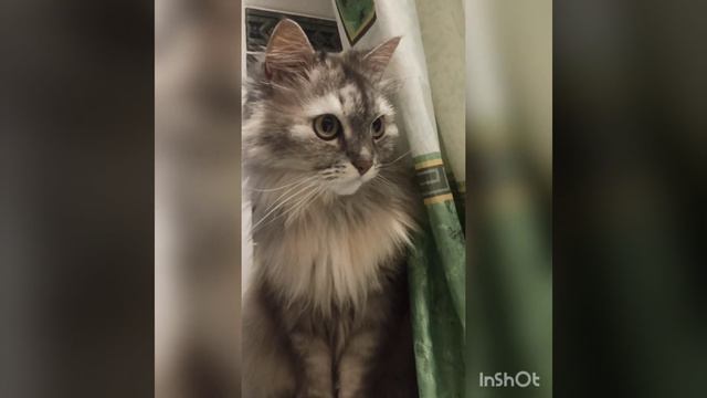 #cat#котики #кошечка Василиса насикала на коврик в ванной😿😺#fannycats #смешныекоты #милыеживотные