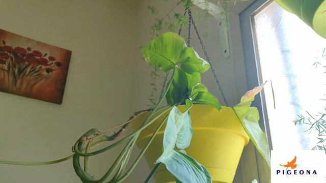 How To Grow Syngonium Plant Indoor, How To Propagate Arrow Head Plant L Growing Indoor Plants