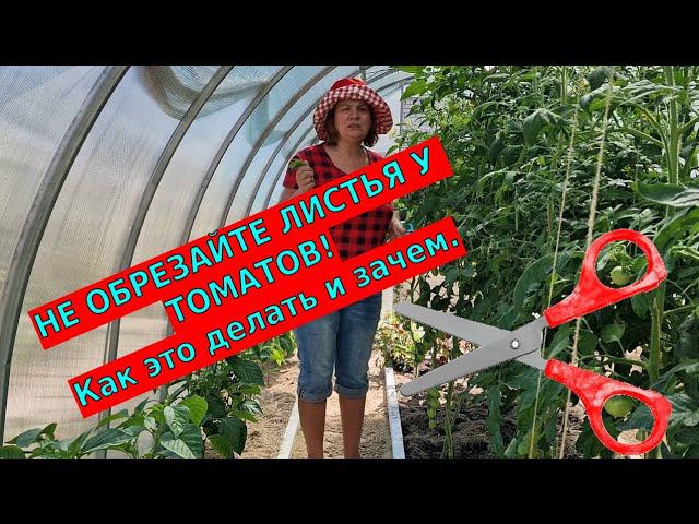 Когда и как обрезать листья у томатов смотреть онлайн