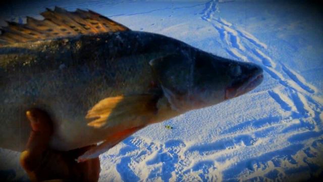 Зимняя рыбалка на сазана и судака. смотреть онлайн