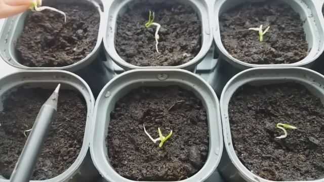 Посев семян перца на рассаду двумя способами.