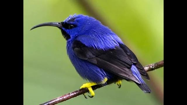 Пернатые друзья, необычайной красоты! смотреть онлайн