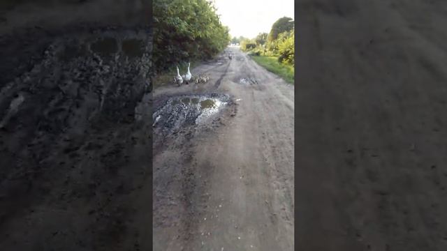 ГУСЬ КИРКОРОВ И ЕГО 12Я смотреть онлайн