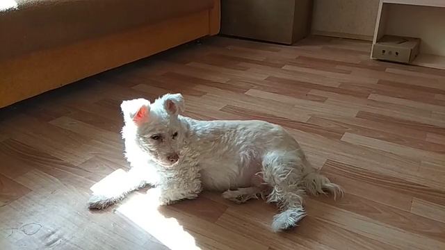 Особые истории о животных