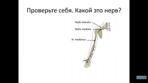 Плечевое сплетение. Лекция для студентов медицинского института
