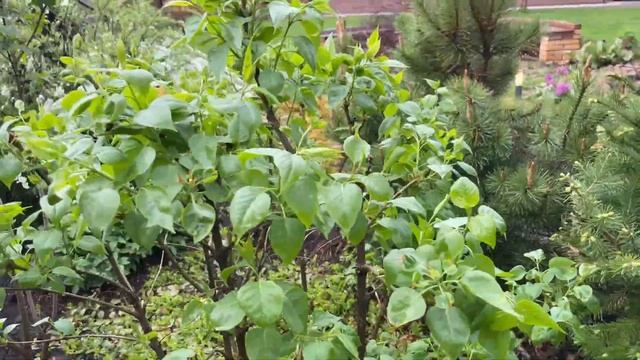 Прогулка по САДУ после дождя. Показываю проблемные и не очень растения смотреть онлайн