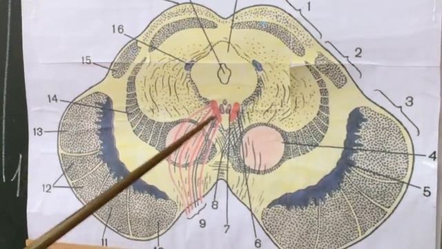 СРЕДНИЙ МОЗГ. СИЛЬВИЕВ ВОДОПРОВОД
