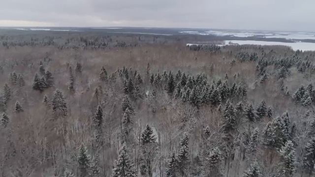 Стая волков окружила автобус. В то, что произошло дальше невозможно поверить! смотреть онлайн