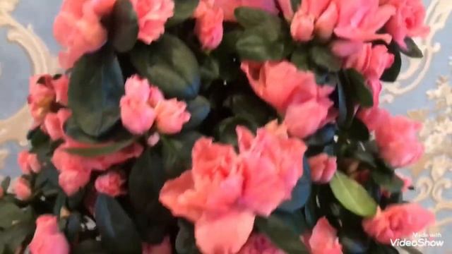 Цветочек Аленький от сына на 8 Марта! От души всех Поздравляю с Праздником! смотреть онлайн