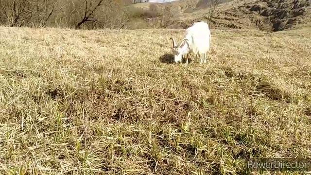 Пастбище для коз и рацион кормления, ну и конечно обо всем по немногу))) смотреть онлайн