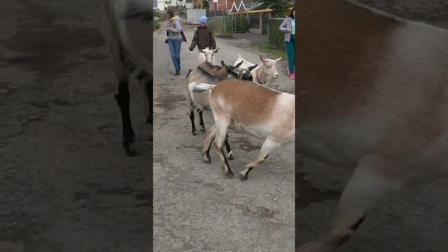 рыжая коза смотреть онлайн