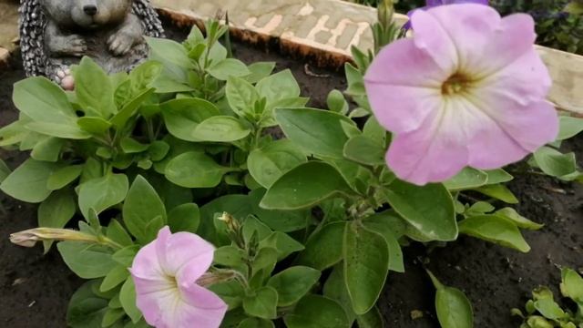 МОИ КЛУБНИЧНЫЕ ГРЯДКИ?ЦВЕТЫ В МОЁМ САДУ?ЛОВИМ ЗМЕЮ ВСЕЙ СЕМЬЁЙ? смотреть онлайн
