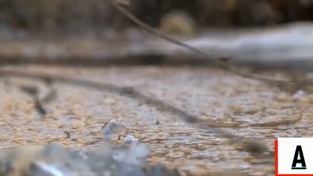 В Америке крокодилы во льду из-за сильных морозов. смотреть онлайн