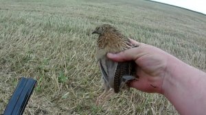 открытие охоты на перепела 2019