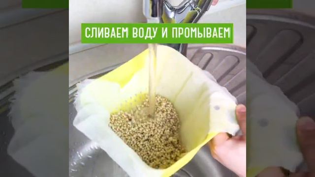 ПРОРАЩИВАНИЕ ЗЕЛЁНОЙ ГРЕЧКИ смотреть онлайн