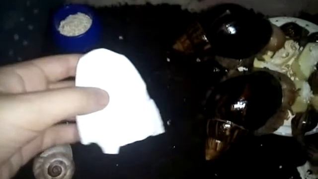 КАК ЖИВУТ МОИ УЛИТКИ. смотреть онлайн