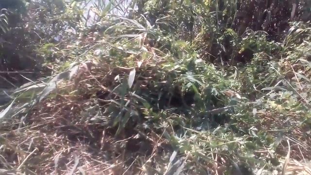 РАСЧИСТКА СИЖ на даче №2, восстановление кладок на речке. Август 2018.