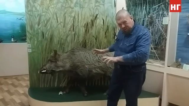 Обняться с лосем и погладить кабана - О посетителях музея рассказал его сотрудник смотреть онлайн