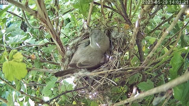 #онлайн_трансляция из гнезда #славки_завирушки. День 29 мая 2023 года. смотреть онлайн