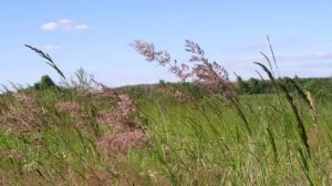 Там, среди русских полей - Михаил Евдокимов.mp4