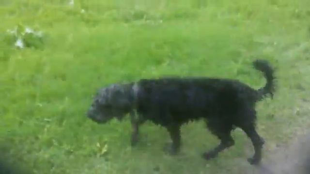 Свобода!!!!Ризеншнауцер