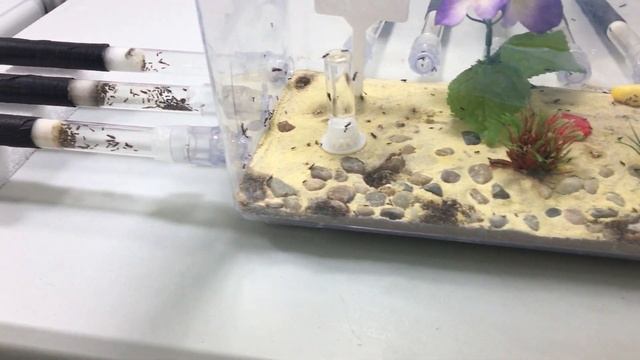 Tapinoma Sessile - Nuptial Flight in Captivity смотреть онлайн