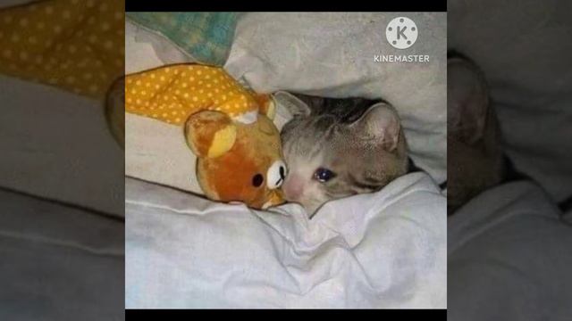 снова день , снова ночь || грустные котики || #коты #котики #день #котята #милыекотята #ночь #груст смотреть онлайн