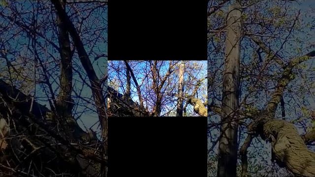 Убираем ненужное дерево. смотреть онлайн