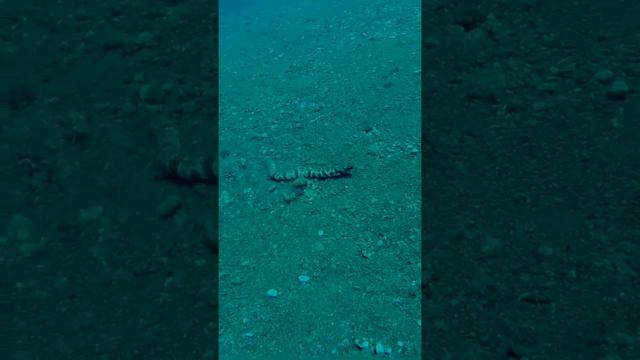Укус змеи/Змея на охоте/атака змеи/змеиная охота/морская змея/большой плоскохвост/морской крайт/ смотреть онлайн