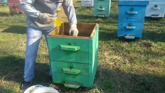 Зачем подкармливать пчел весной и как это стимулирует матку смотреть онлайн