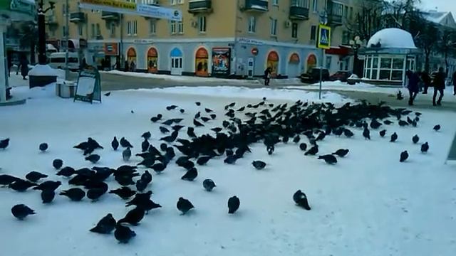 Огромное количество голубей очень близко. А вдруг какнут?!)