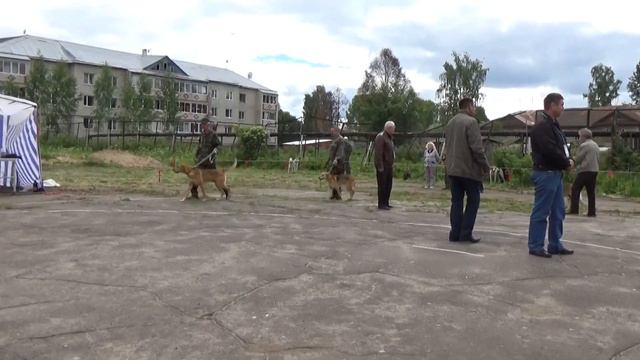 Выставка собак в В.Устюге. № 1. смотреть онлайн