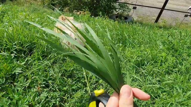 Шпиц отлично умеет загребать, а кот не встречает! смотреть онлайн