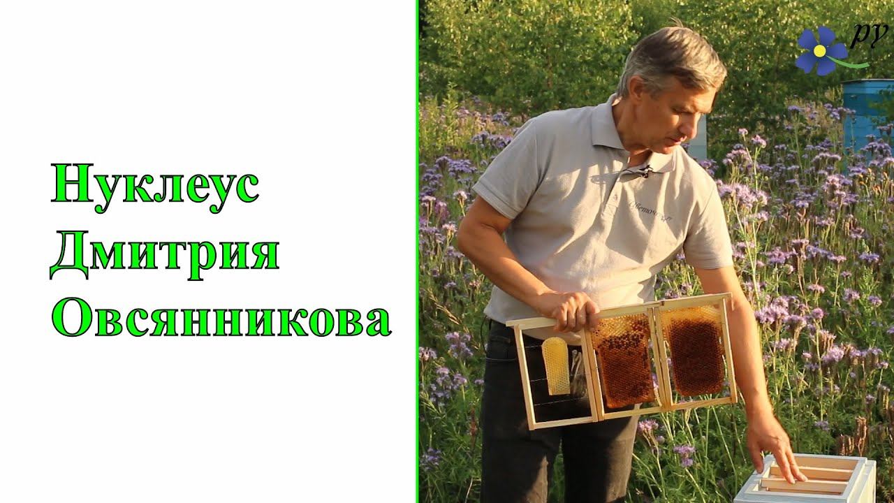 Нуклеус Дмитрия Овсянникова