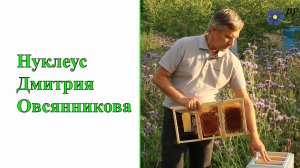 Нуклеус Дмитрия Овсянникова