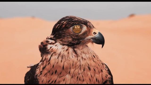 Desert Rose By Lolo Zouaï Cover | Naja Crump