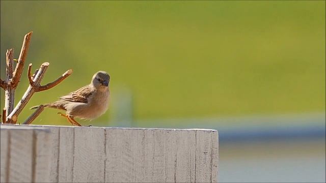 Пение птиц.Воробей дворовой чирикает. смотреть онлайн
