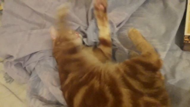 Кошачья мята.