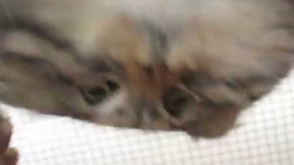 Terrifying manul footage / Жуткое видео с манулом